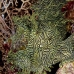 rhinopias_lacy_crci_mb_v_0378_png3311.jpg